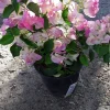 Bougainvillea Live Plant - Pink & White, 1 Foot Tall, 6-inch Pot - Image 1