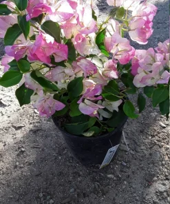Bougainvillea Live Plant - Pink & White, 1 Foot Tall, 6-inch Pot - Image 1