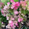 Bougainvillea Live Plant – Pink & White Flowers – 1-2 ft Tall – 1 Gallon Pot - Image 1
