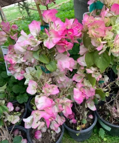 Bougainvillea Live Plant – Pink & White Flowers – 1-2 ft Tall – 1 Gallon Pot - Image 1