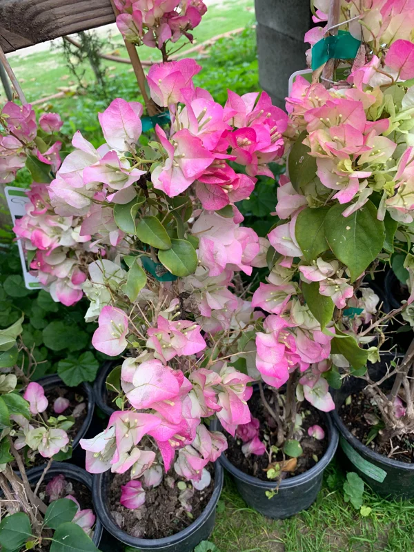 Bougainvillea Live Plant – Pink & White Flowers – 1-2 ft Tall – 1 Gallon Pot - Image 1