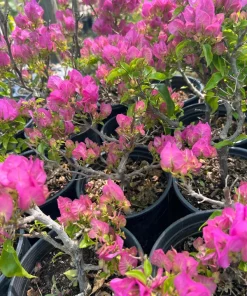 Bougainvillea Live Plant Pink/Purple – 1-2 ft Tall, 3 Gal Pot, Thick Trunk - Image 2