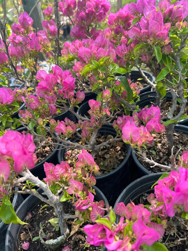 Bougainvillea Live Plant Pink/Purple – 1-2 ft Tall, 3 Gal Pot, Thick Trunk - Image 2