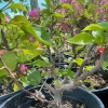 Bougainvillea Live Plant Pink/Purple – 1-2 ft Tall, 3 Gal Pot, Thick Trunk - Image 1