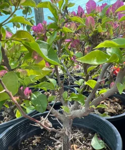 Bougainvillea Live Plant Pink/Purple – 1-2 ft Tall, 3 Gal Pot, Thick Trunk - Image 1