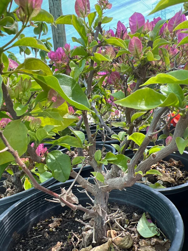 Bougainvillea Live Plant Pink/Purple – 1-2 ft Tall, 3 Gal Pot, Thick Trunk - Image 1