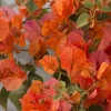 Bougainvillea Orange King Live Plant 1-2 ft Tall in 3 Gallon Pot - Image 1