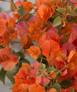 Bougainvillea Orange King Live Plant 1-2 ft Tall in 3 Gallon Pot - Image 1