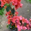 Bougainvillea Orange King Live Plant 1-2 ft Tall in 1 Gallon Pot Outdoor Shrub - Image 1