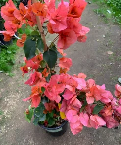 Bougainvillea Orange King Live Plant 1-2 ft Tall in 1 Gallon Pot Outdoor Shrub - Image 1