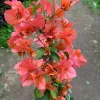 Bougainvillea Orange King Live Plant – 3-4 ft Tall – 3 Gallon Pot - Image 1