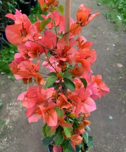 Bougainvillea Orange King Live Plant – 3-4 ft Tall – 3 Gallon Pot - Image 1