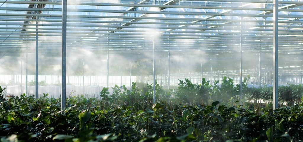 Greenhouse Sunlight Banner