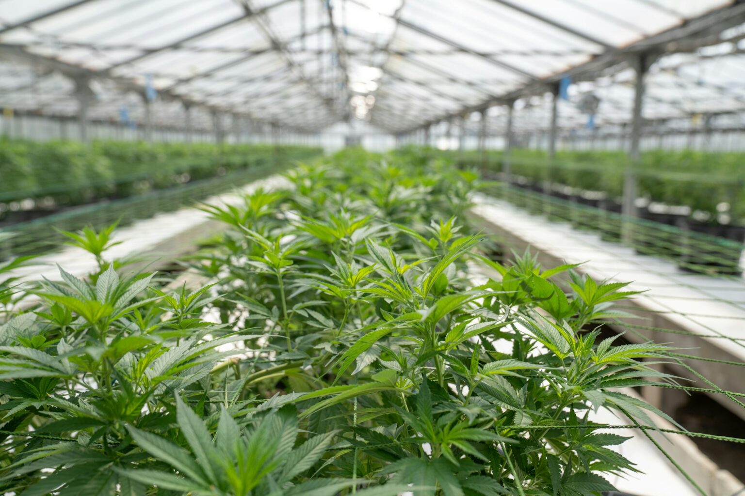 Lush green plants inside a nursery greenhouse