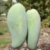 Brahm Kai Meu Mango Tree – Grafted Live Plant – 1-2 Ft Tall – Sweet Green Fruit - Image 1