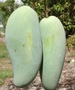 Brahm Kai Meu Mango Tree – Grafted Live Plant – 1-2 Ft Tall – Sweet Green Fruit - Image 1