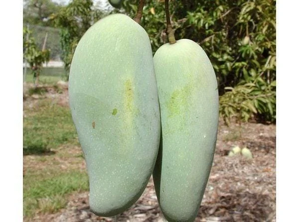 Brahm Kai Meu Mango Tree – Grafted Live Plant – 1-2 Ft Tall – Sweet Green Fruit - Image 1