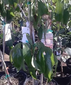 Brewster Lychee Tree Live Plant - 2-3 ft Tall Air-layered - 3 Gallon Pot - Image 2