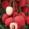 Brewster Lychee Tree Live Plant - 2-3 ft Tall Air-layered - 3 Gallon Pot - Image 1