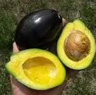Brogdon Avocado Tree Live Plant – Grafted – 1 ft Tall – Ships in 6 inch Pot – Cold Hardy - Image 2