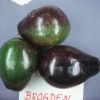 Brogdon Avocado Tree Live Plant – Grafted – 1 ft Tall – Ships in 6 inch Pot – Cold Hardy - Image 1