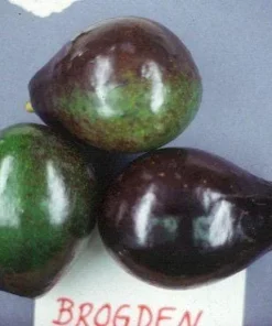 Brogdon Avocado Tree Live Plant – Grafted – 1 ft Tall – Ships in 6 inch Pot – Cold Hardy - Image 1