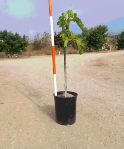 Brown Turkey Fig Live Plant – 3 Feet Tall – Ship in 3 Gallon Pot – Outdoor Fruit Tree - Image 2