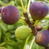 Brown Turkey Fig Live Plant – 3 Feet Tall – Ship in 3 Gallon Pot – Outdoor Fruit Tree - Image 1