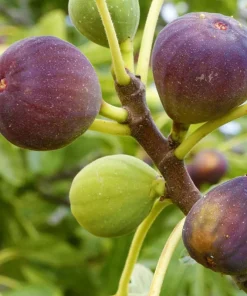 Brown Turkey Fig Live Plant – 3 Feet Tall – Ship in 3 Gallon Pot – Outdoor Fruit Tree - Image 1