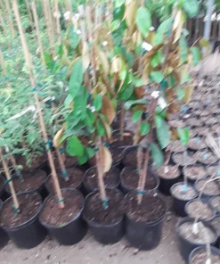 Caimito Live Plant – Star Apple Tree – 2-3 ft Tall – 3 Gallon Pot - Image 2