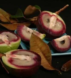 Caimito Live Plant – Star Apple Tree – 2-3 ft Tall – 3 Gallon Pot - Image 1