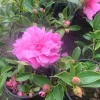 Camelia Sasanqua 'Chansonette' Live Plant – 1ft Tall, 6 inch Pot, Outdoor Shrub - Image 1