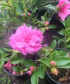 Camelia Sasanqua 'Chansonette' Live Plant – 1ft Tall, 6 inch Pot, Outdoor Shrub - Image 1