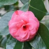 Camellia japonica 'In the Pink' Live Plant – Rose Pink Flowers – 1ft Tall – 6 inch Pot – Outdoor Shrub - Image 1
