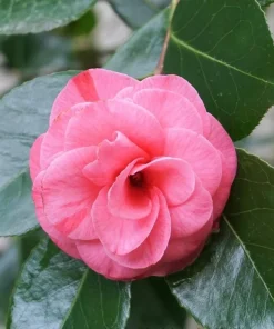 Camellia japonica 'In the Pink' Live Plant – Rose Pink Flowers – 1ft Tall – 6 inch Pot – Outdoor Shrub - Image 1