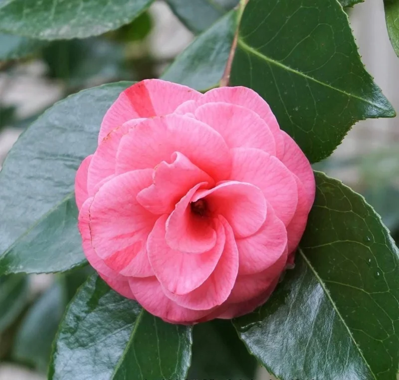 Camellia japonica 'In the Pink' Live Plant – Rose Pink Flowers – 1ft Tall – 6 inch Pot – Outdoor Shrub - Image 1