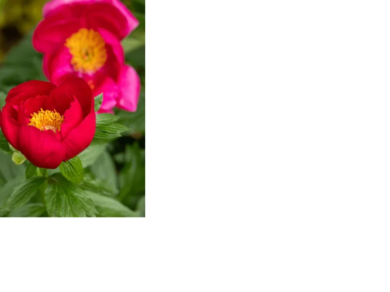 Candy Apple Itoh Peony Live Plant – 1 Foot Tall – Magenta Red Blooms – Ships in 6 Inch Pot - Image 2