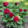 Candy Apple Itoh Peony Live Plant - 1 Foot Tall - Magenta Red Blooms in 6 inch Pot - Image 1