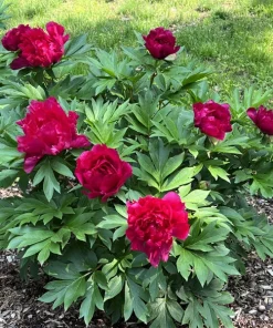 Candy Apple Itoh Peony Live Plant – 1 Foot Tall – Magenta Red Blooms – Ships in 6 Inch Pot - Image 1