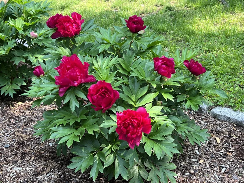 Candy Apple Itoh Peony Live Plant – 1 Foot Tall – Ships in 6 Inch Pot – Outdoor Perennial - Image 1