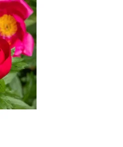 Candy Apple Itoh Peony Live Plant – 1 Foot Tall – Ships in 6 Inch Pot – Outdoor Perennial - Image 2