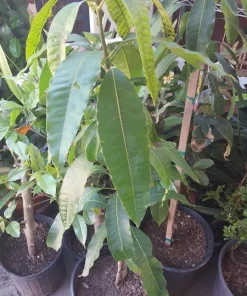 Carabao Mango Tree Live Plant - 2-3 ft Tall in 3 Gallon Pot - Sweet Philippine Mango - Image 2