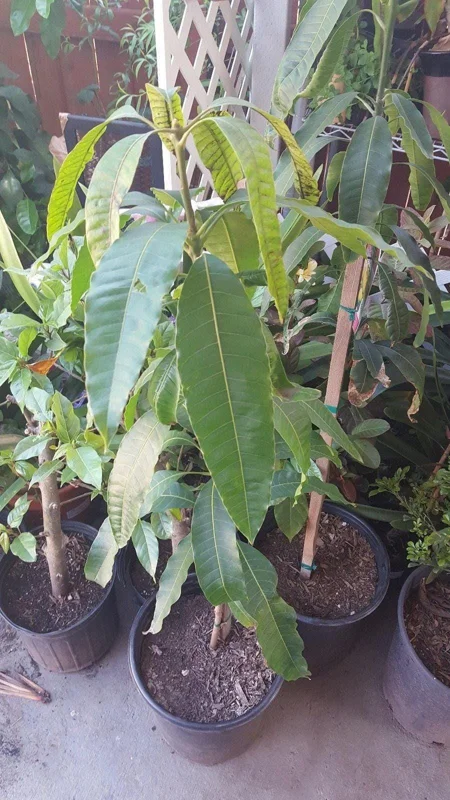 Carabao Mango Tree Live Plant - 2-3 ft Tall - Ships in 3 Gallon Pot - Image 2
