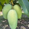 Carabao Mango Tree Live Plant - 2-3 ft Tall - Ships in 3 Gallon Pot - Image 1