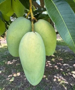 Carabao Mango Tree Live Plant - 2-3 ft Tall - Ships in 3 Gallon Pot - Image 1
