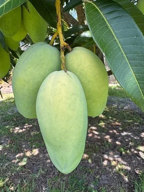 Carabao Mango Tree Live Plant - 2-3 ft Tall - Ships in 3 Gallon Pot - Image 1