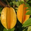 Carambola Star Fruit Live Tree - Grafted, 1-2 ft Tall, 6" Pot - Image 1