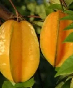 Carambola Star Fruit Live Tree - Grafted, 1-2 ft Tall, 6" Pot - Image 1