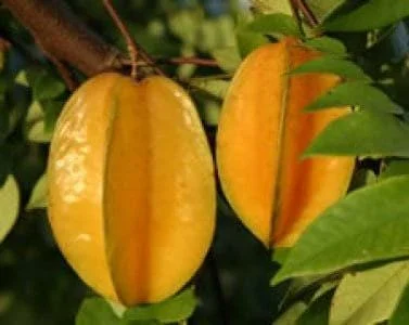 Carambola Star Fruit Tree Live Plant – Grafted – 1 to 2 Feet Tall – 6 inch Pot - Image 1