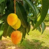 Carrie Mango Tree Live Plant – 2 ft Tall – Ships in 3 Gallon Pot – Tropical Fruit - Image 1
